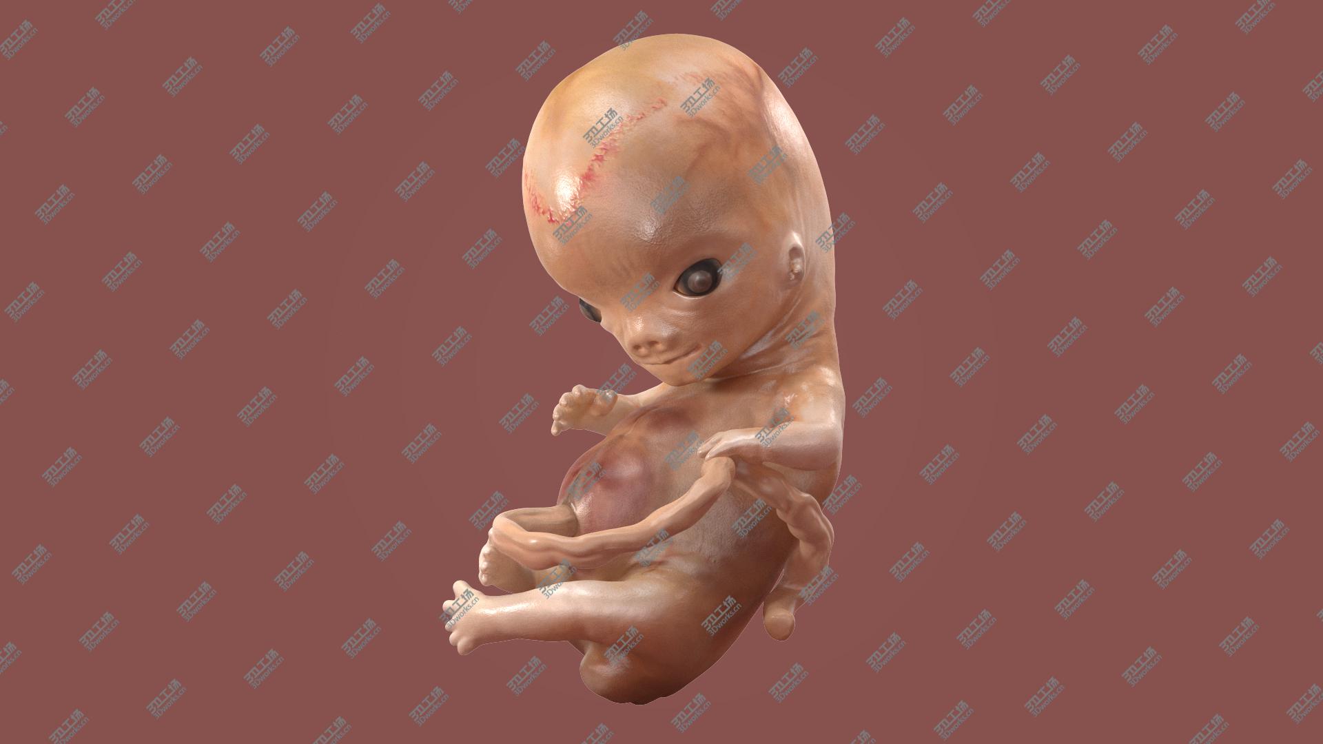 images/goods_img/202104091/3D model Human Embryo 8 Weeks Rigged/2.jpg